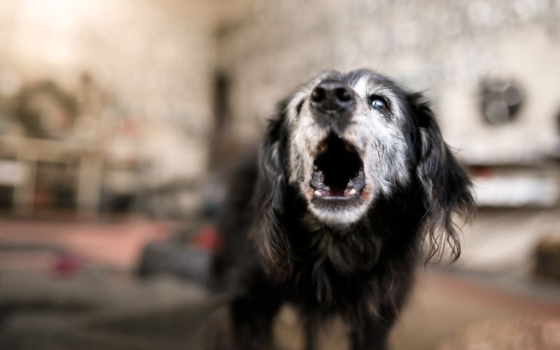 Should you bark back at your dog? 2 should you bark back at your dog