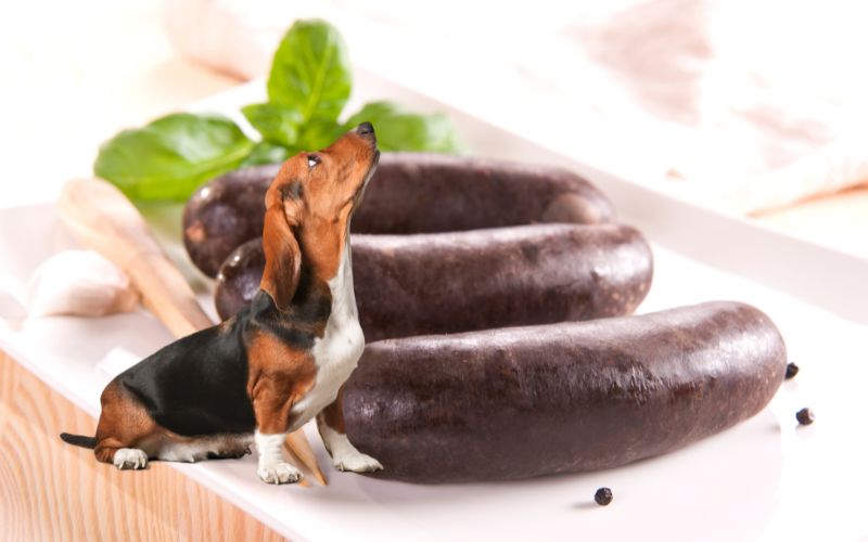 Can a dog eat black pudding?