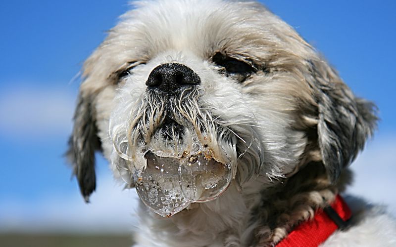 Why is my Cavalier King Charles spaniel drooling?