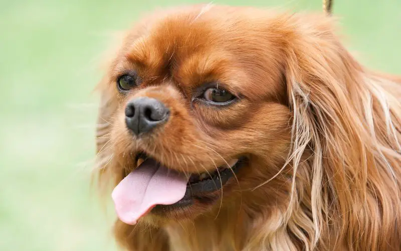 Why is my Cavalier King Charles spaniel drooling?