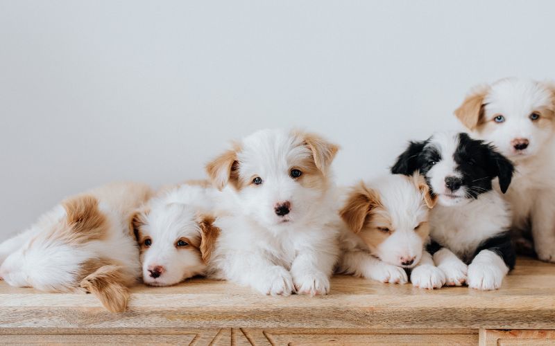 Top tips for finding a good dog breeder