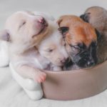 Important questions to ask a dog breeder 
