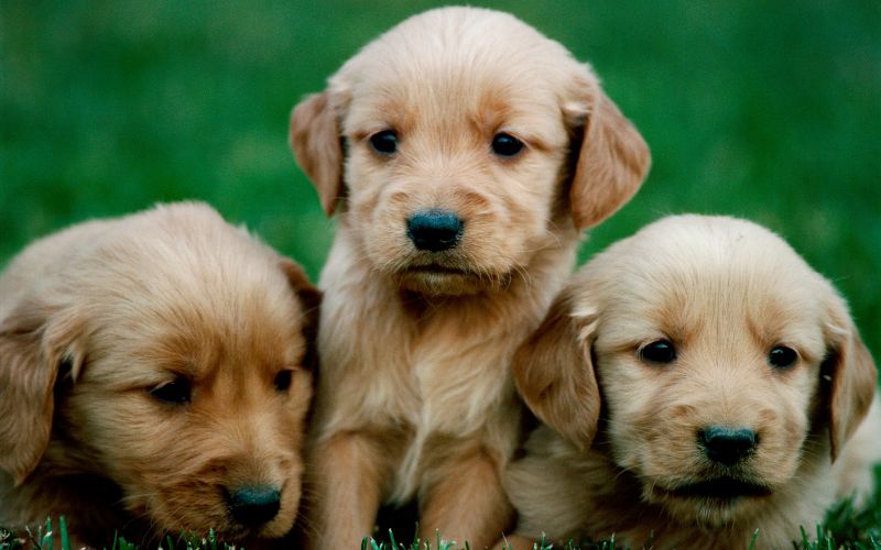 Important questions to ask a dog breeder 