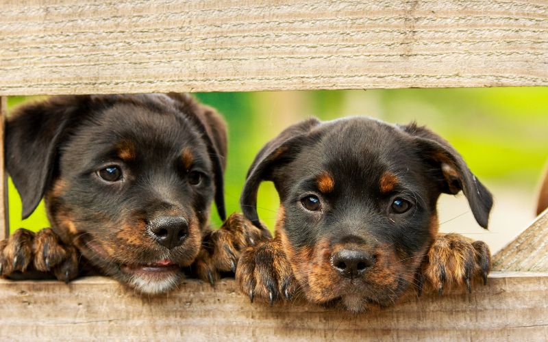 Important questions to ask a dog breeder 