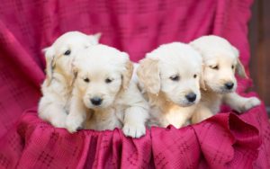 Top tips for finding a good dog breeder