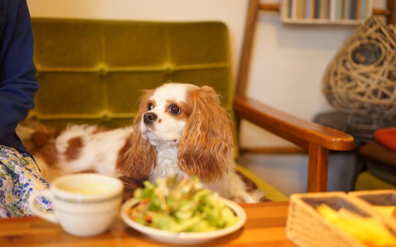 Tips for feeding a Cavalier King Charles spaniel