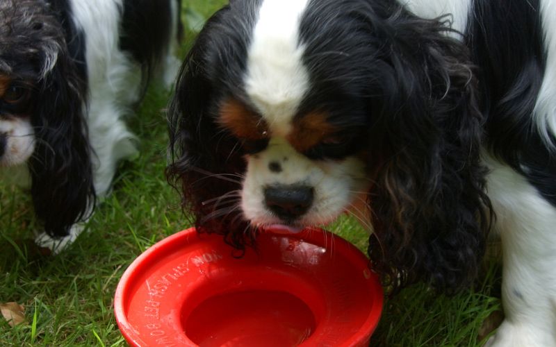 Tips for feeding a Cavalier King Charles spaniel