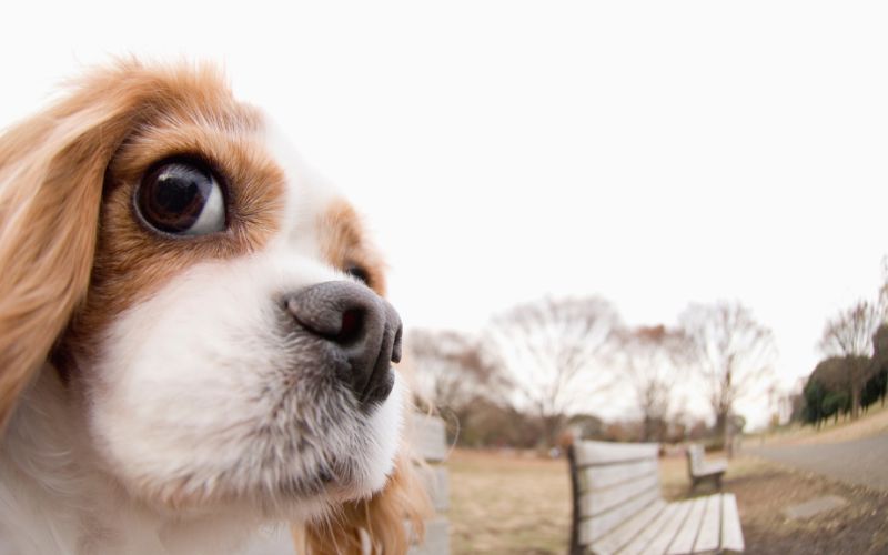 Tips for feeding a Cavalier King Charles spaniel