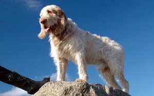 Interesting facts about the Italian Spinone