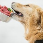 Why some dogs do better on a raw diet