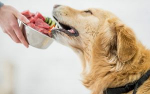 Why some dogs do better on a raw diet