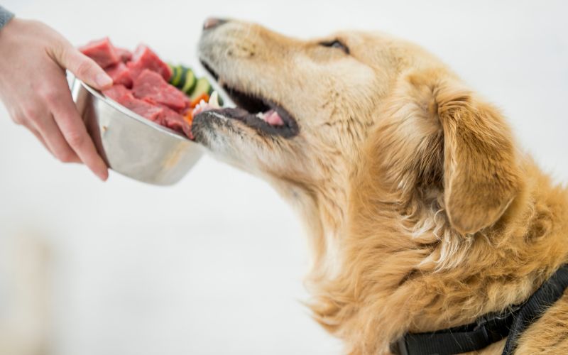 Why some dogs do better on a raw diet