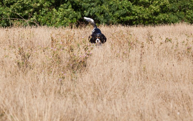 Teaching a dog to get into cover