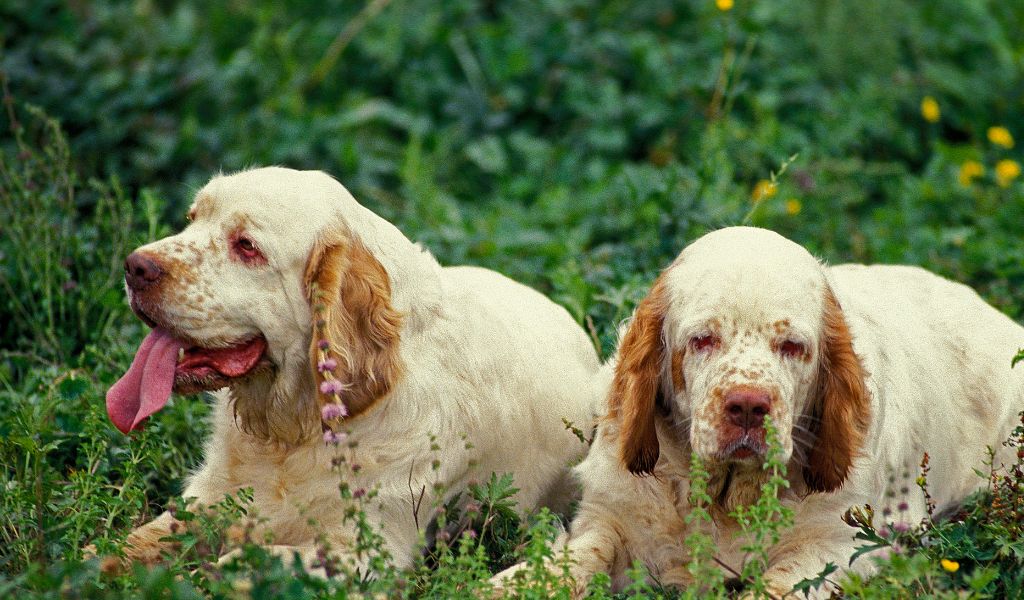 The top ten things to know before owning a Clumber spaniel