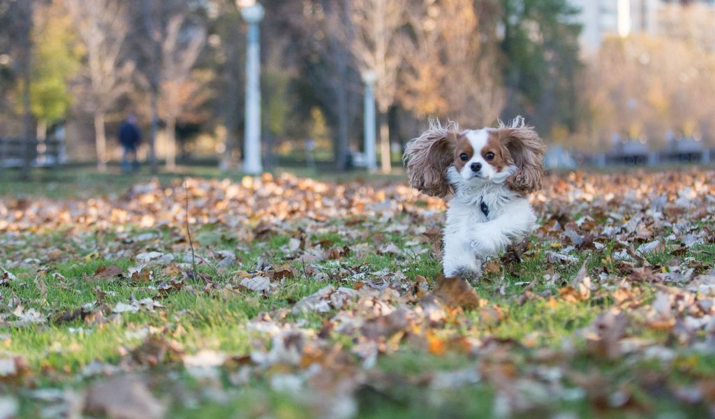 Can a Cavalier King Charles spaniel go running?