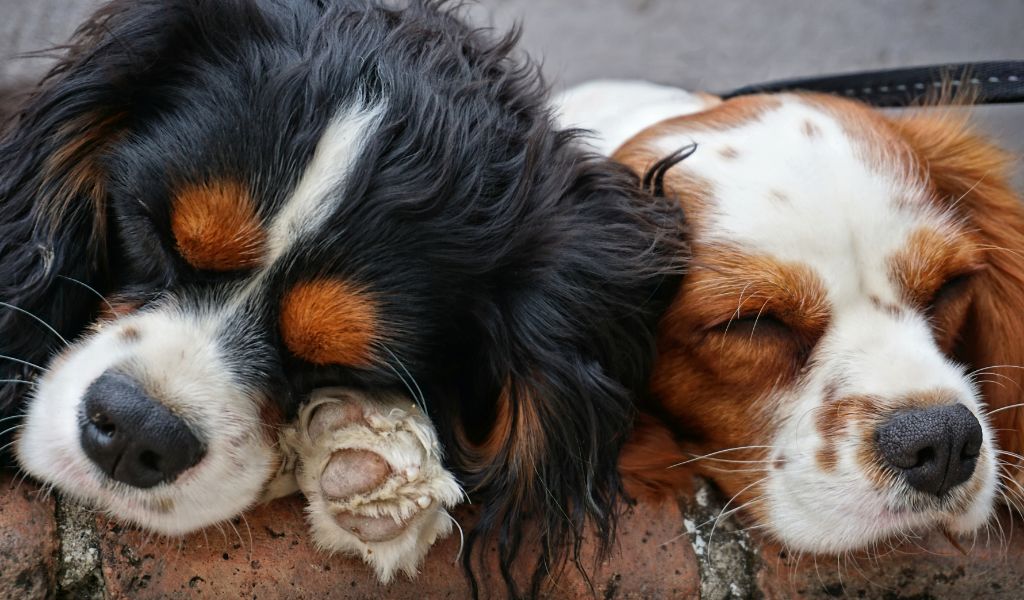 Understanding your Cavalier King Charles spaniel's barking