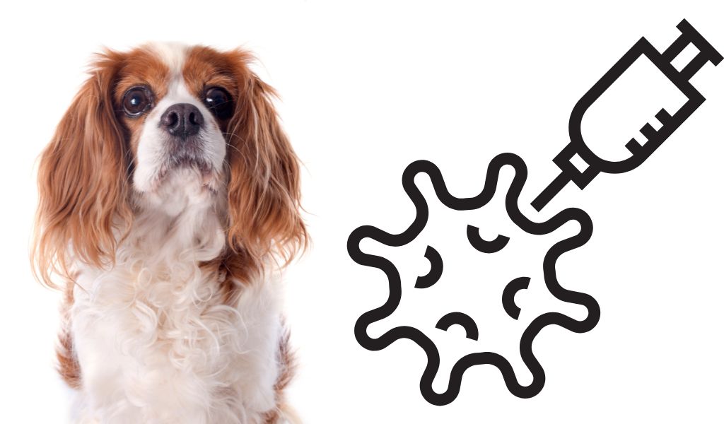 What vaccinations does a Cavalier King Charles spaniel need?