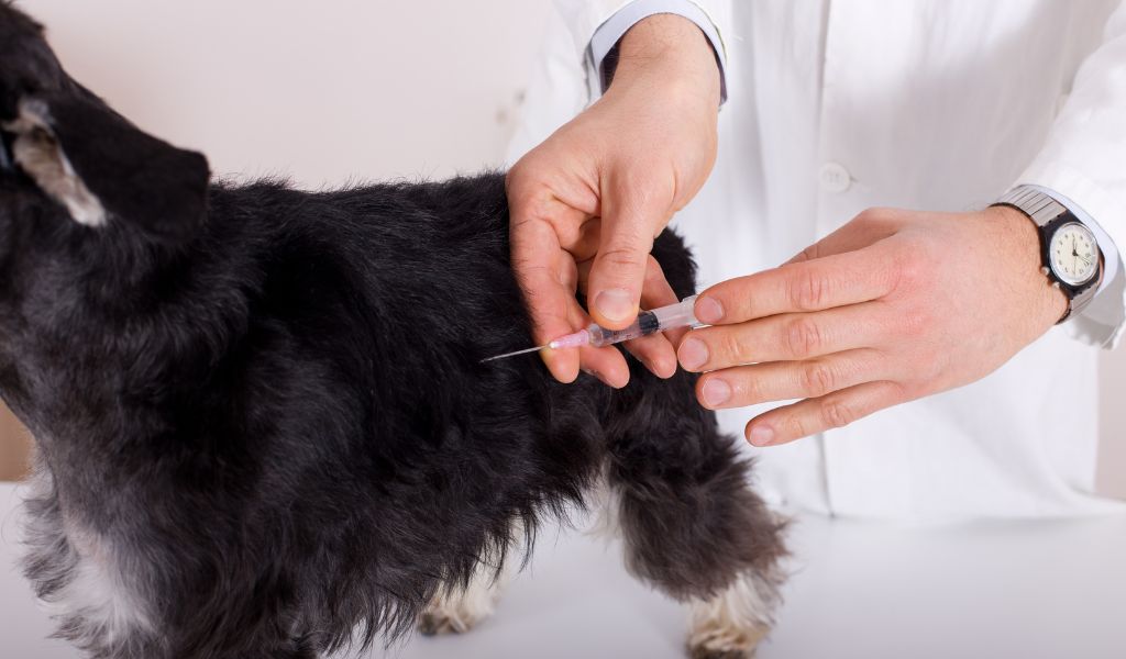 What vaccinations does a Cavalier King Charles spaniel need?