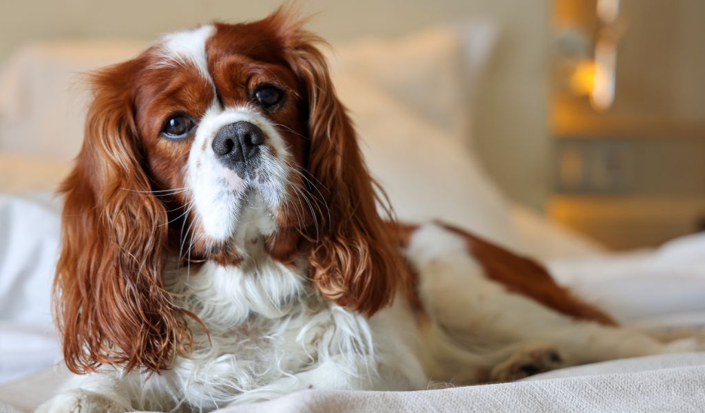 Why do Cavalier King Charles spaniels yelp when picked up?