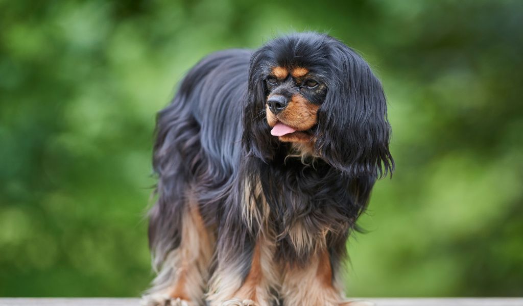 when do cavalier king charles spaniels get their full coats