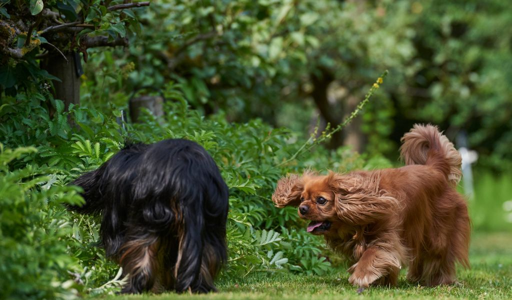Can Cavalier King Charles spaniels hunt? 3 Can Cavalier King Charles spaniels hunt?