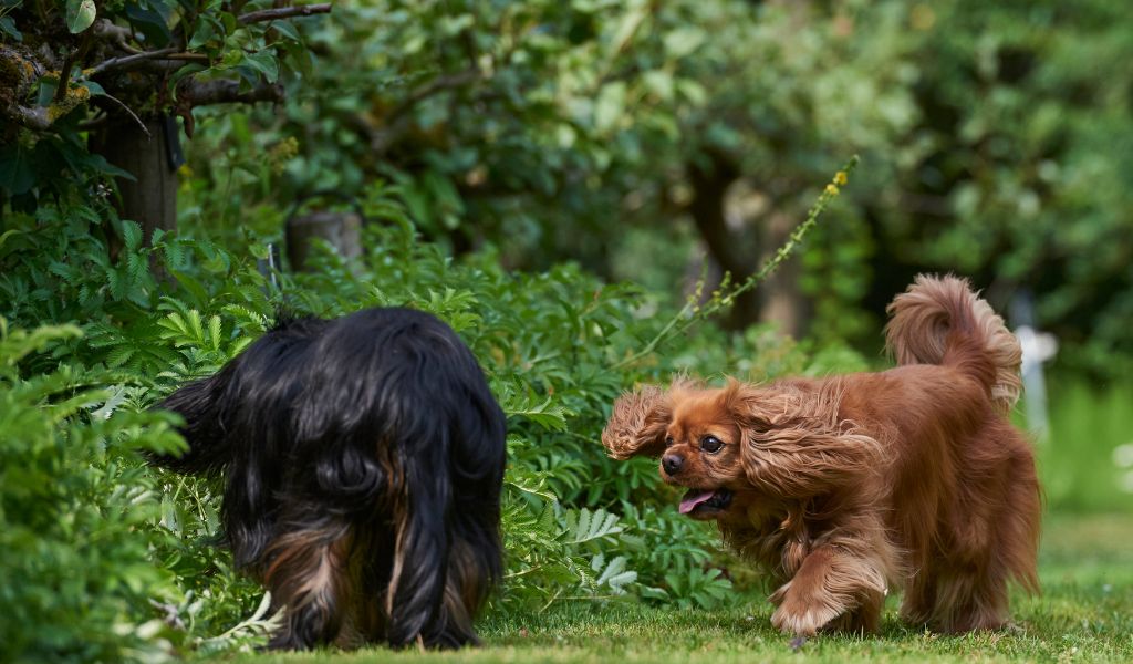 Can Cavalier King Charles spaniels hunt?