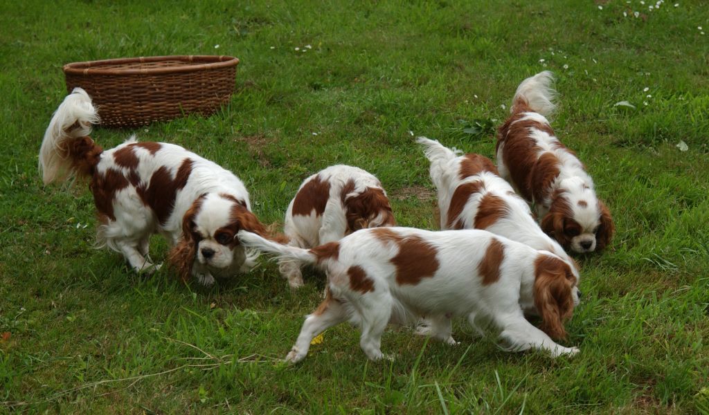 Can Cavalier King Charles spaniels hunt?