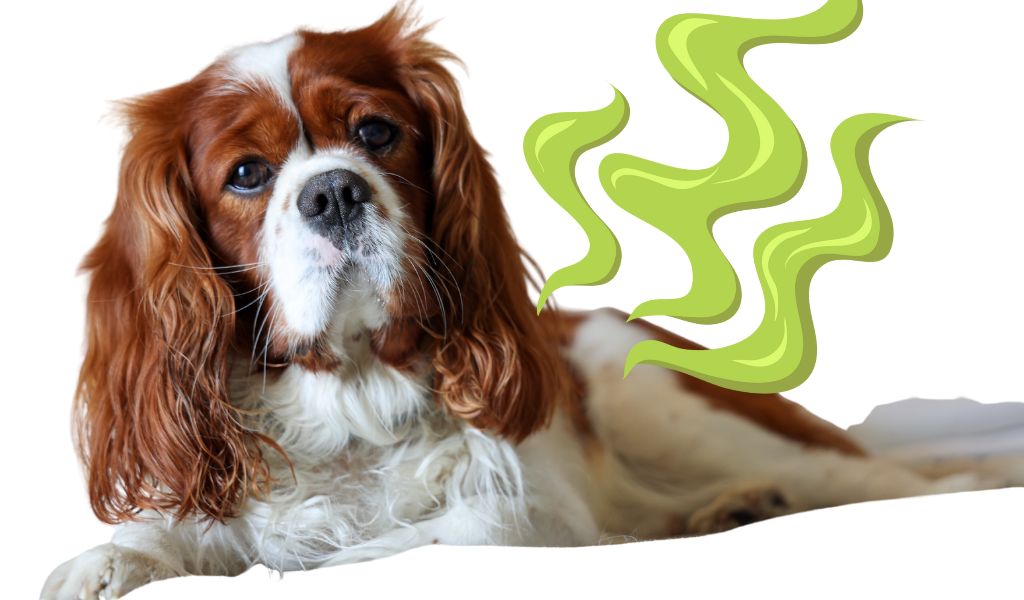 Do Cavalier King Charles spaniels smell?