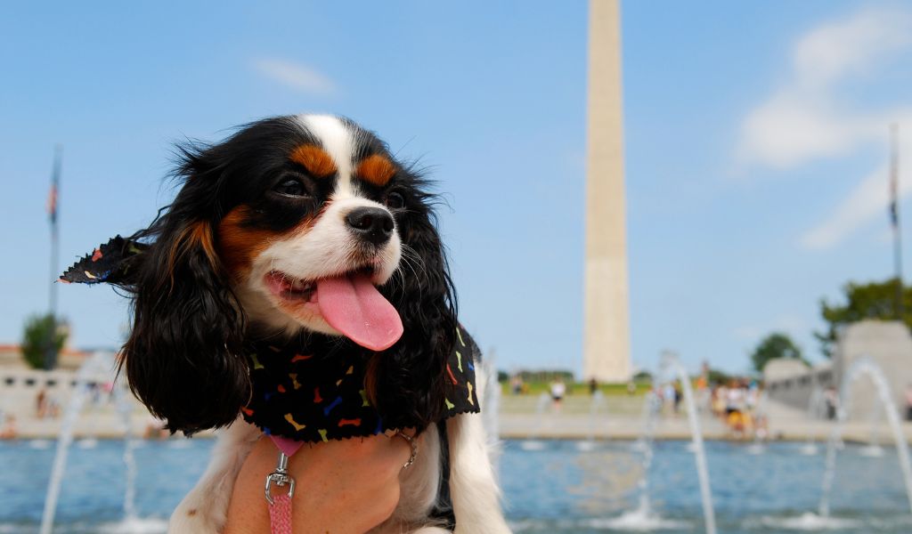 Why does my Cavalier King Charles spaniel follow me everywhere?