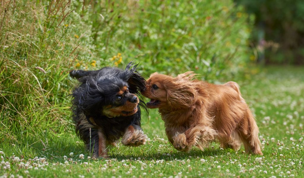 What makes Cavalier King Charles spaniels such popular pets?