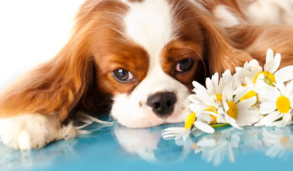 What makes Cavalier King Charles spaniels such popular pets?