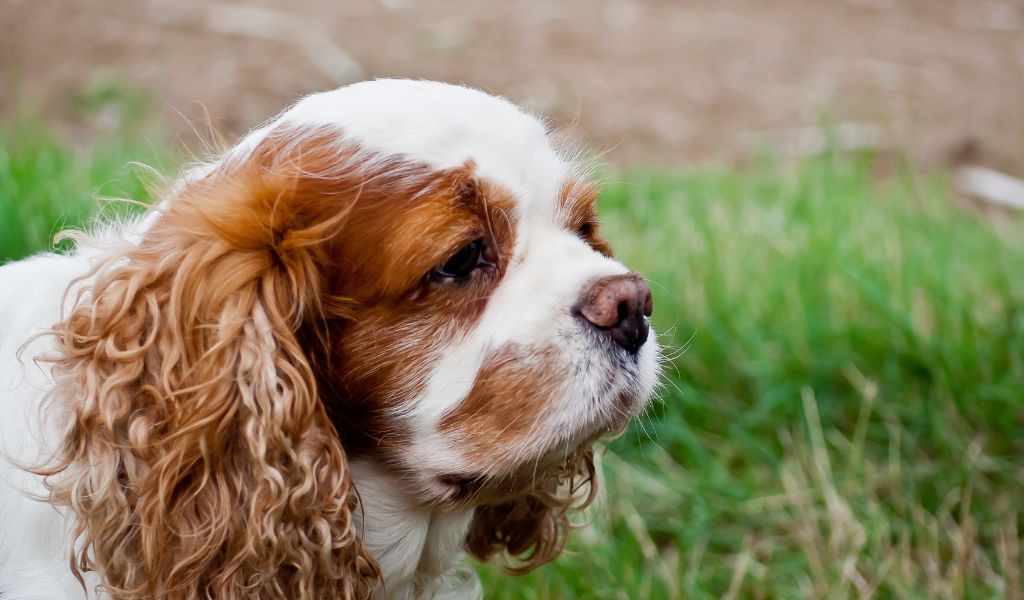 cavalier health concerns