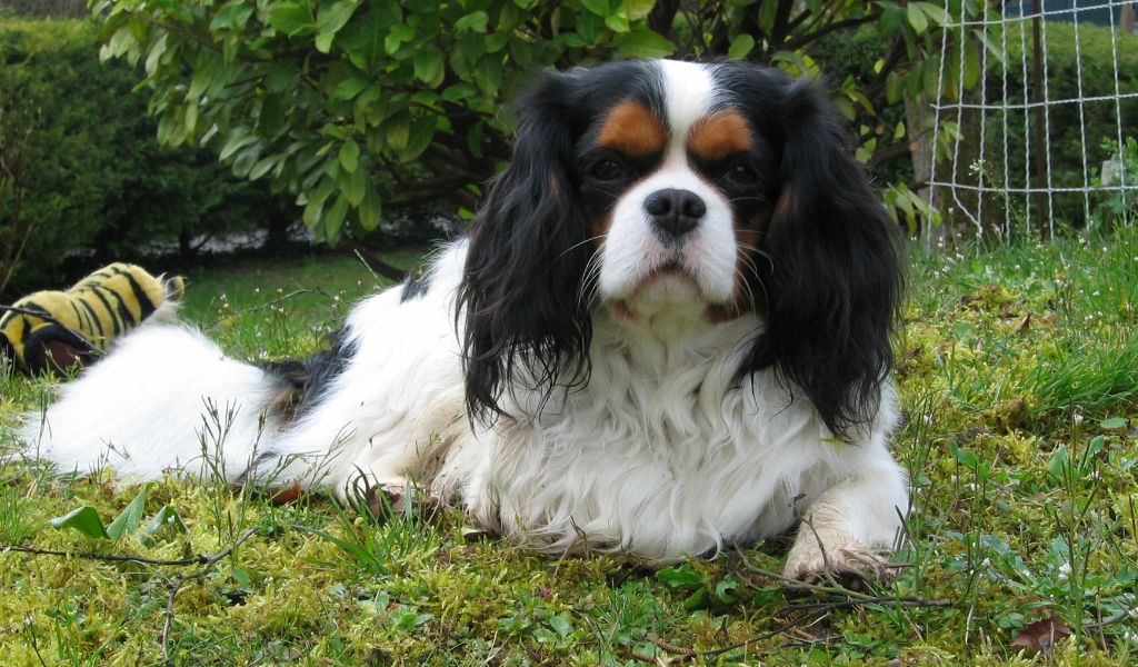 Why are Cavaliers banned in Norway?
