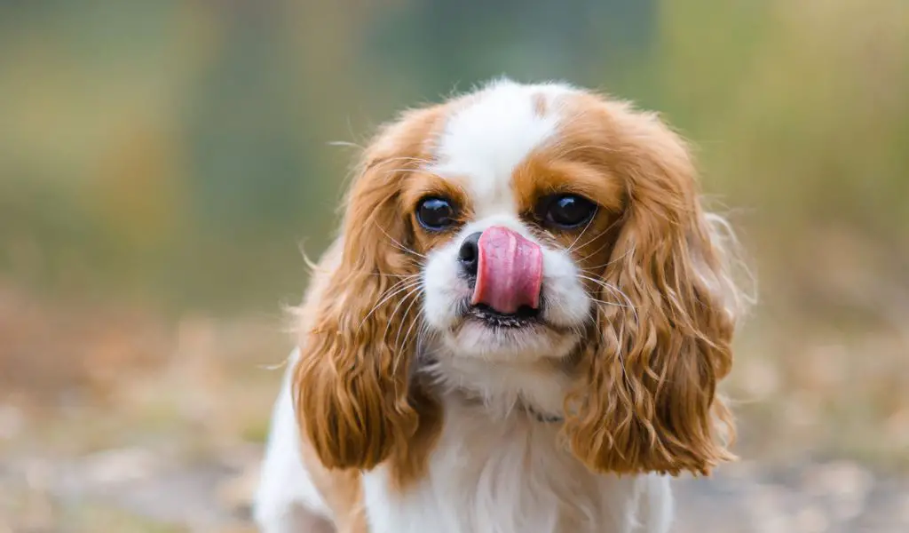 Why is my Cavalier King Charles spaniel drooling?
