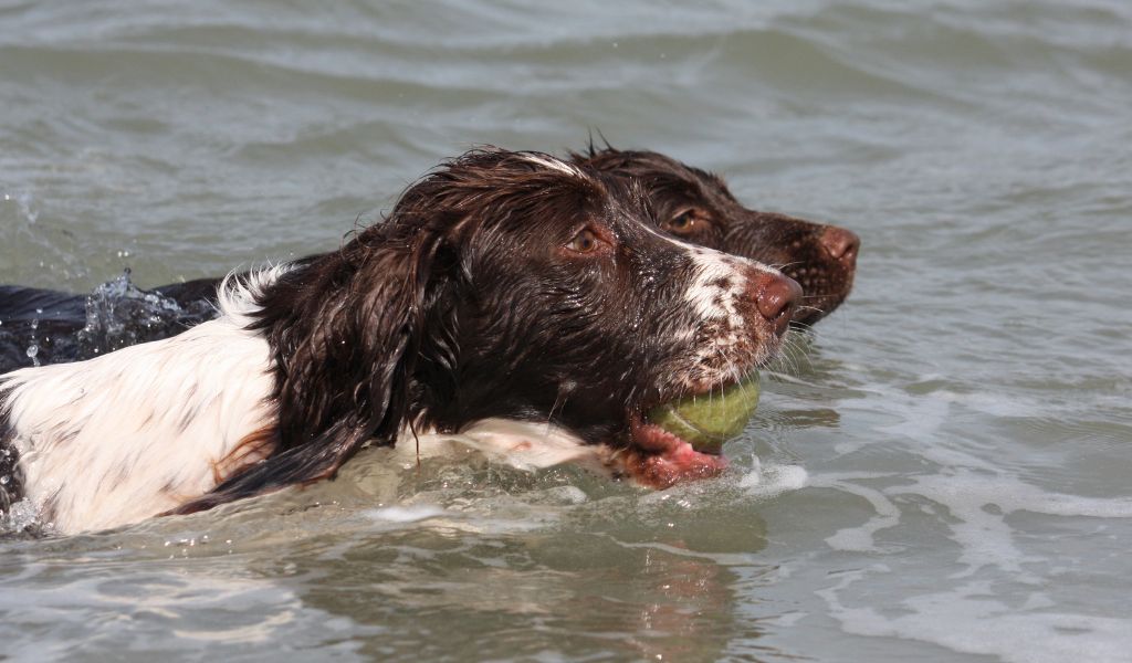 Do English Springer spaniels like water?