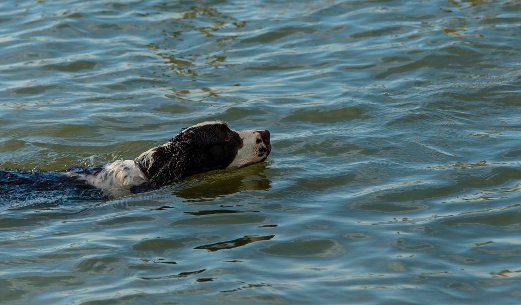 Do English Springer spaniels like water?