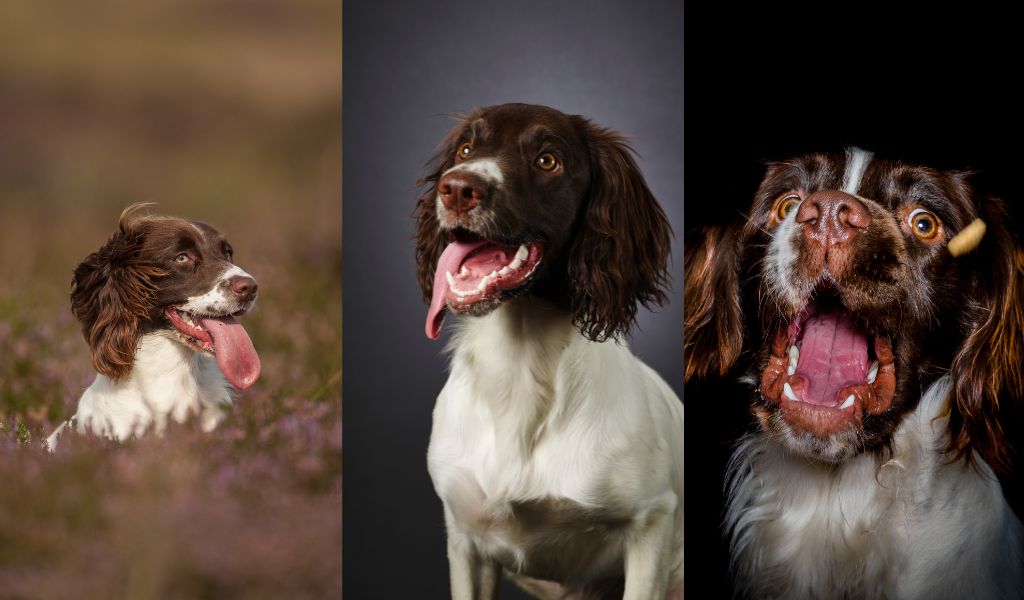 What you need to know before bringing home an English Springer Spaniel