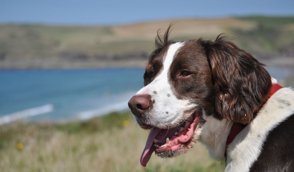 Are English Springer spaniels crazy?