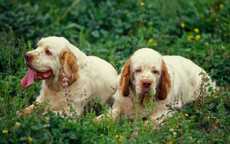 The top ten things to know before owning a Clumber spaniel