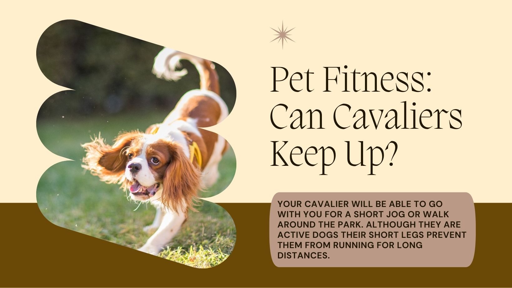an infographic that explains that a cavalier king charles can go for short runs and walks