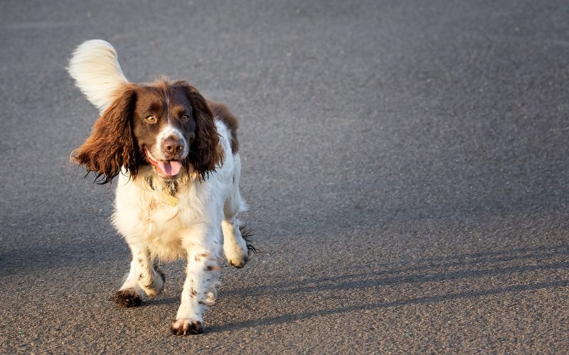 Do Springer spaniels like to cuddle?