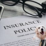 Everything you need to know about dog insurance