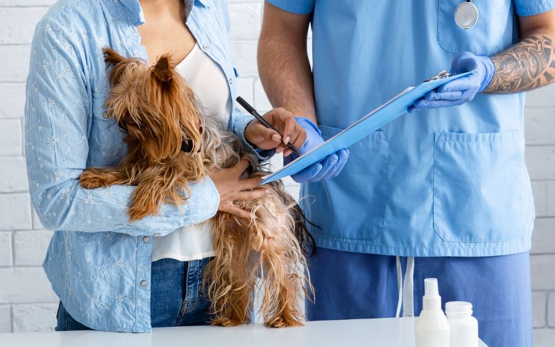 Everything you need to know about dog insurance 2 Everything you need to know about dog insurance