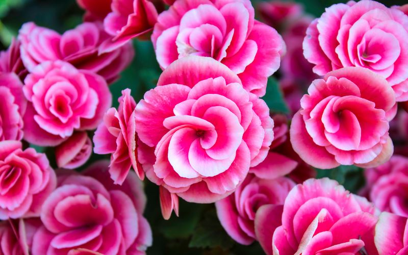 Are Begonias safe for dogs? 8 Are all begonia poisonous?