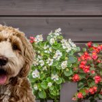 are begonias safe for dogs