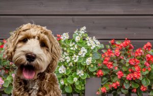 are begonias safe for dogs
