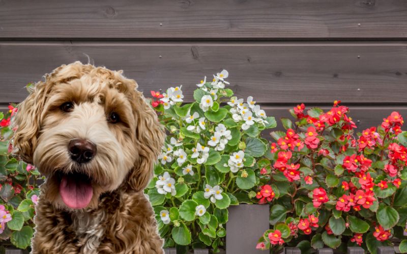 Are Begonias safe for dogs?