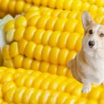 can a dog eat sweetcorn