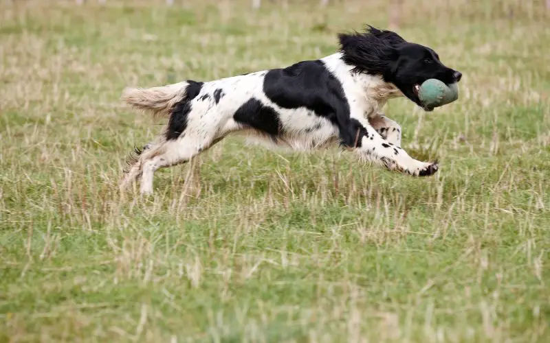 How do I stop my spaniel from running off?