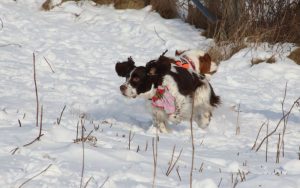 How do I stop my spaniel from running off?